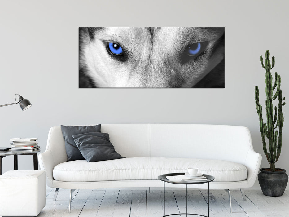 Husky mit Augen, Glasbild Panorama