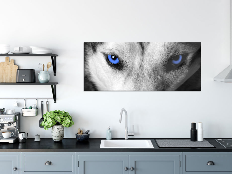 Husky mit Augen, Glasbild Panorama