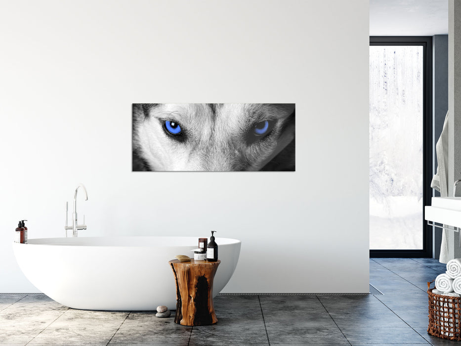 Husky mit Augen, Glasbild Panorama