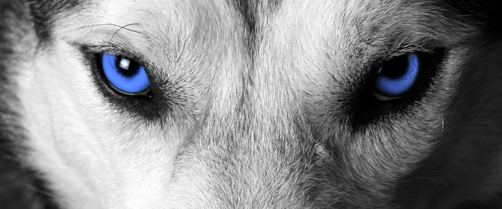 Husky mit Augen, Glasbild Panorama