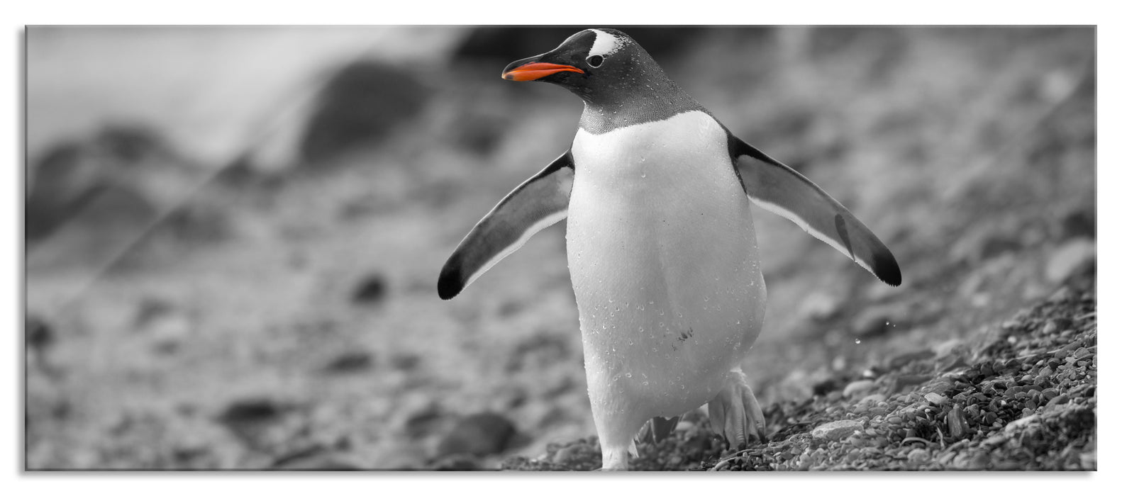 Pinguin am Steinstrand, Glasbild Panorama