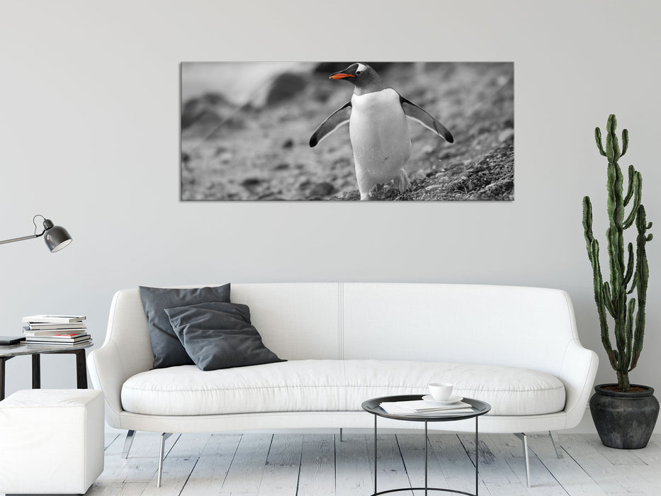 Pinguin am Steinstrand, Glasbild Panorama