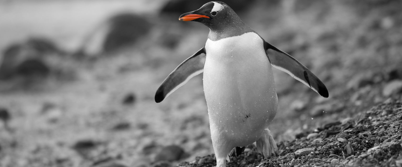 Pinguin am Steinstrand, Glasbild Panorama