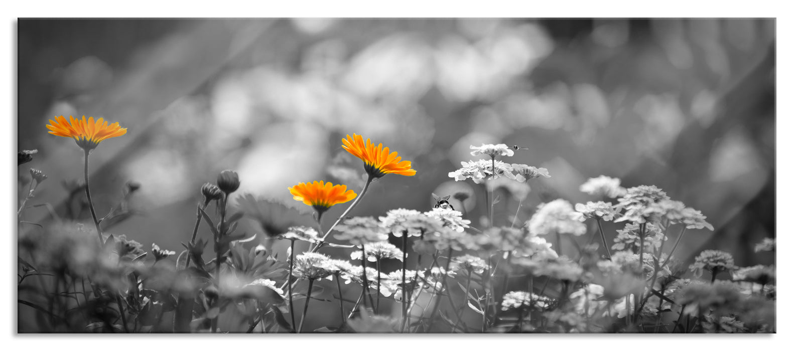 Gartenblumen auf Wiese, Glasbild Panorama