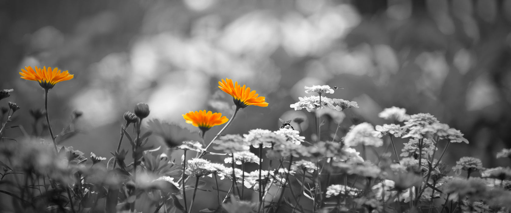 Gartenblumen auf Wiese, Glasbild Panorama