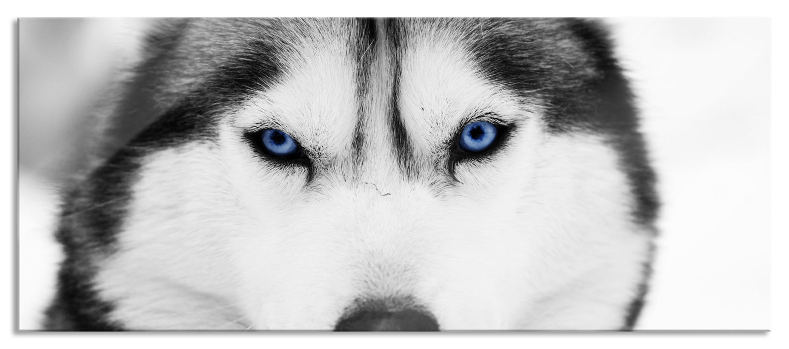 Husky mit blauen Augen, Glasbild Panorama