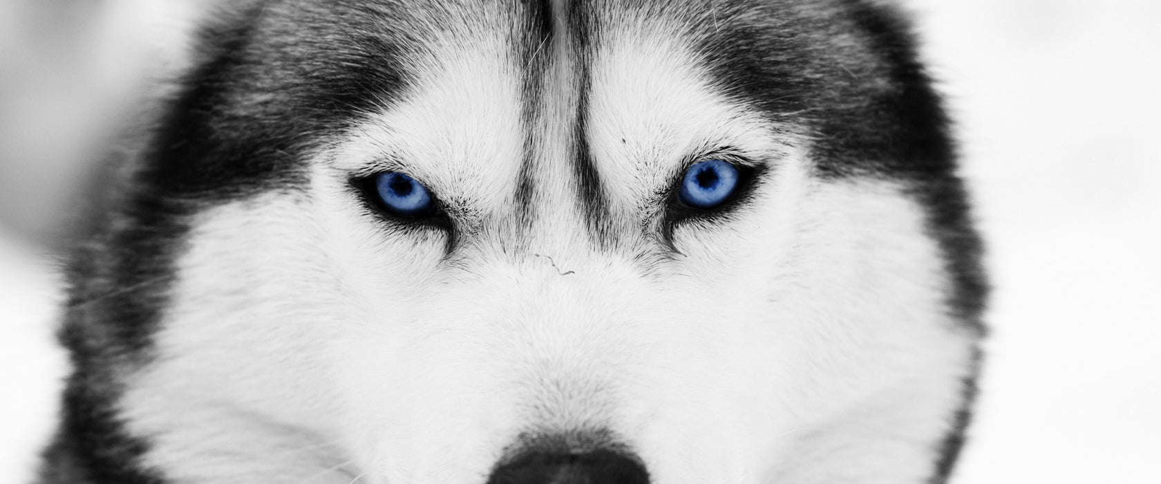 Husky mit blauen Augen, Glasbild Panorama