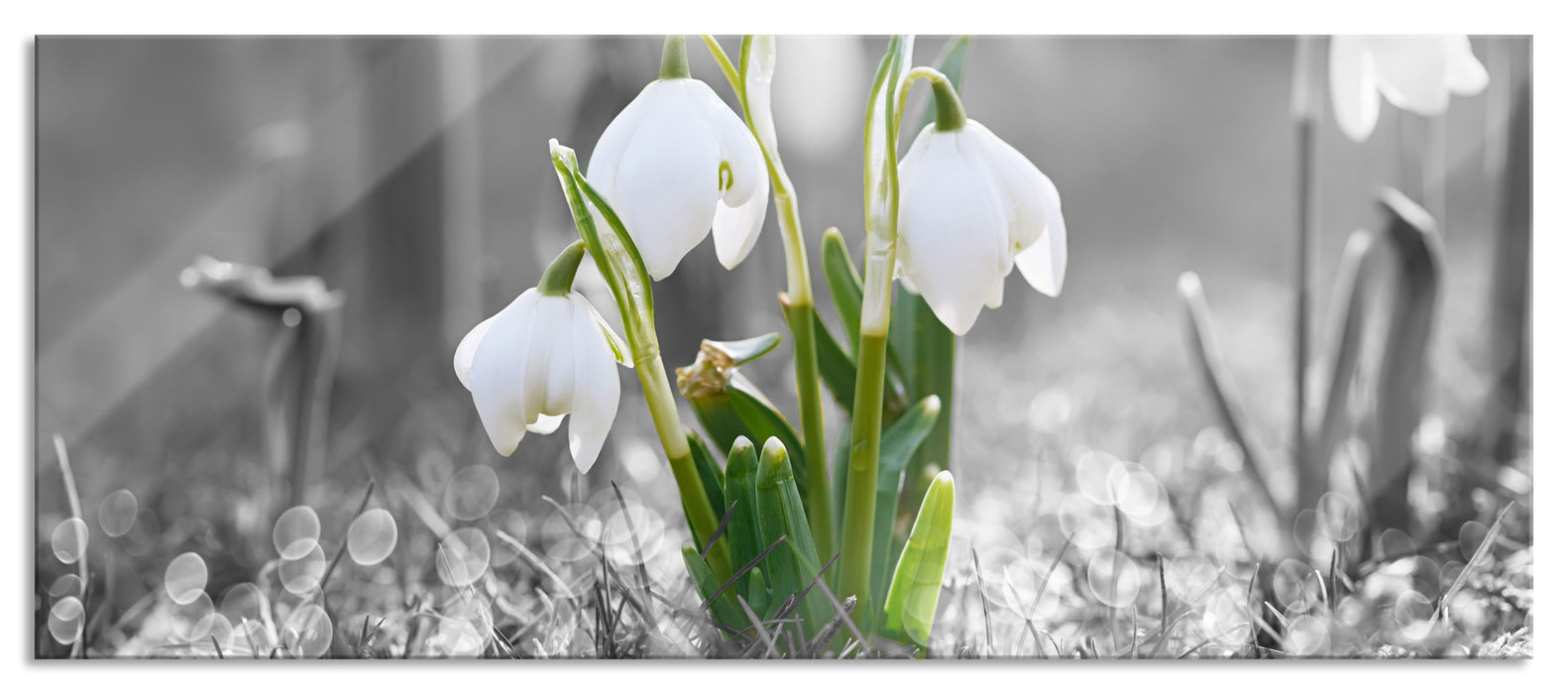 Pixxprint Schneeglöckchen im Morgentau, Glasbild Panorama