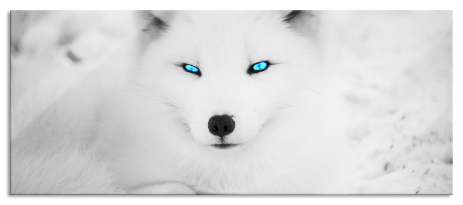 Pixxprint Polarfuchs mit strahlenden Augen, Glasbild Panorama