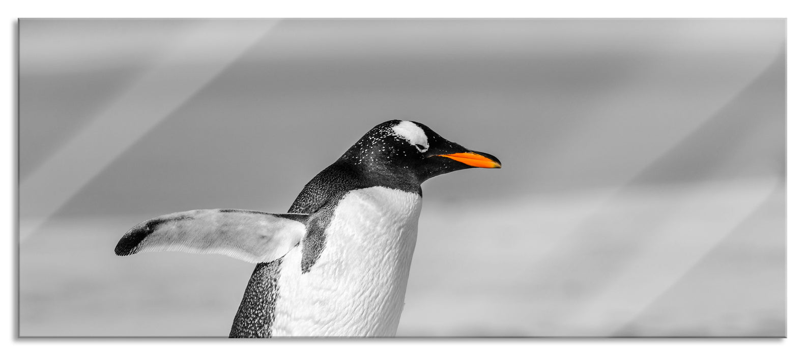 watschelnder Pinguin am Strand, Glasbild Panorama