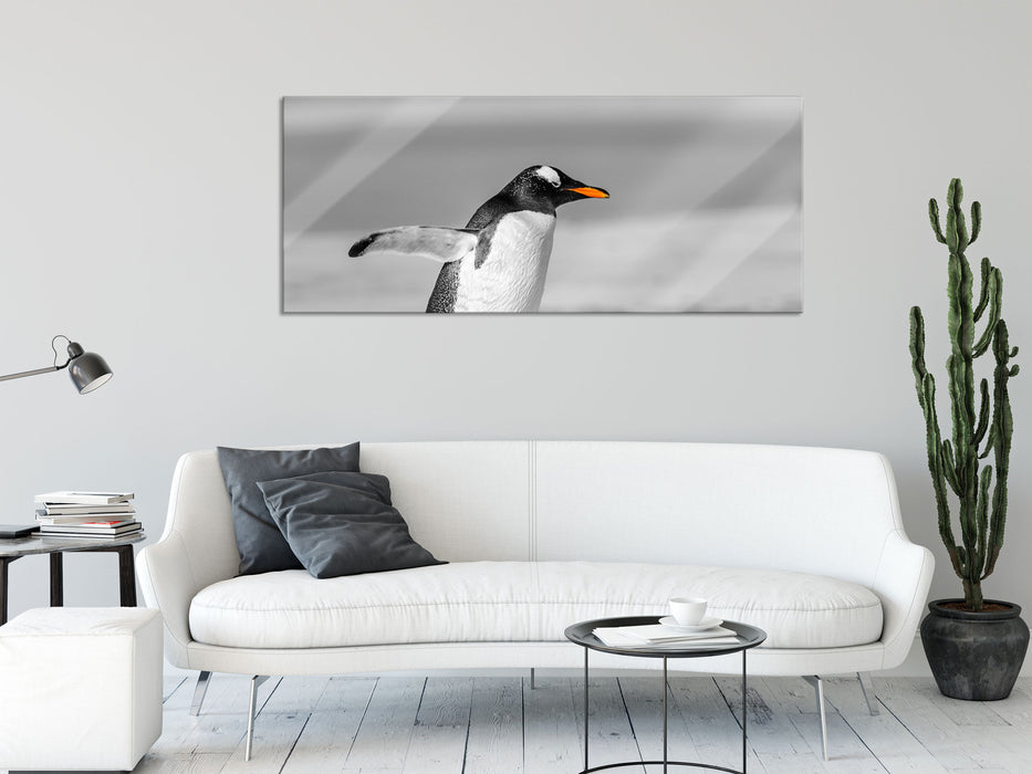 watschelnder Pinguin am Strand, Glasbild Panorama