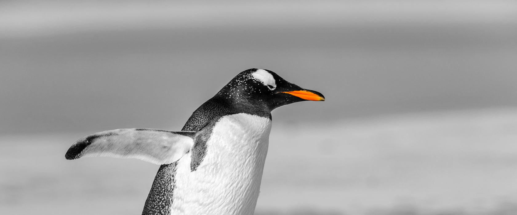 watschelnder Pinguin am Strand, Glasbild Panorama