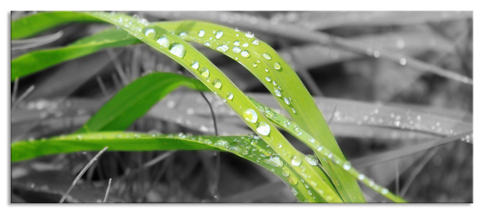 Grashalme im Morgentau, Glasbild Panorama