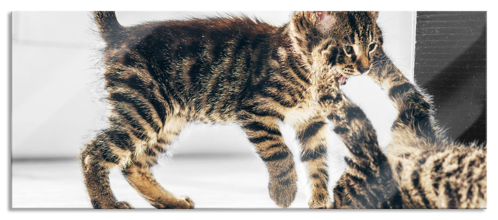 Pixxprint Spielende süße Katzenjungen, Glasbild Panorama