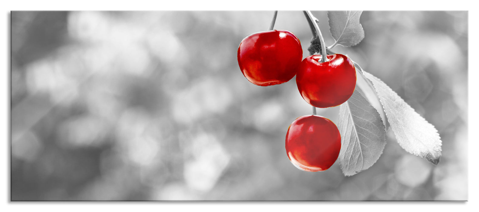 Pixxprint glänzende Kirschen am Zweig, Glasbild Panorama