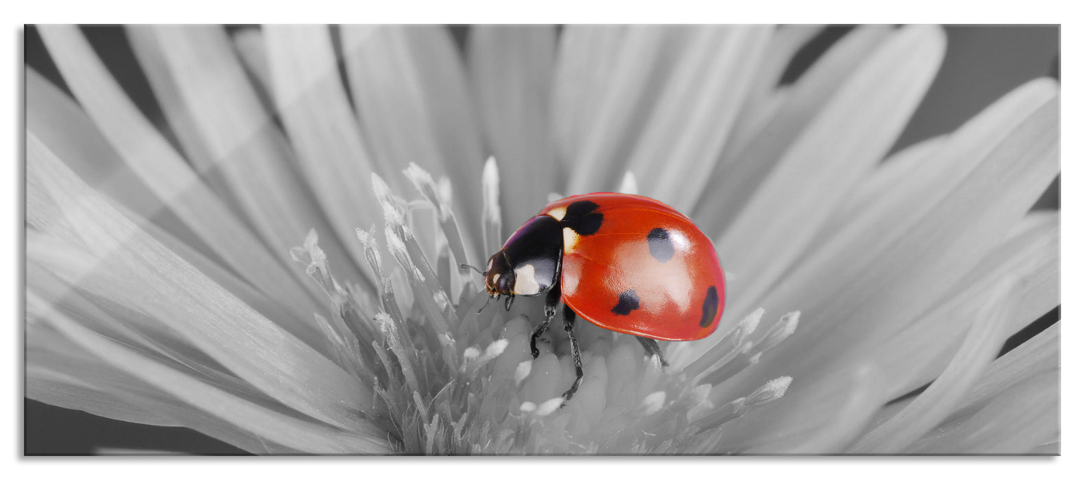 leuchtender Marienkäfer auf Blüte, Glasbild Panorama