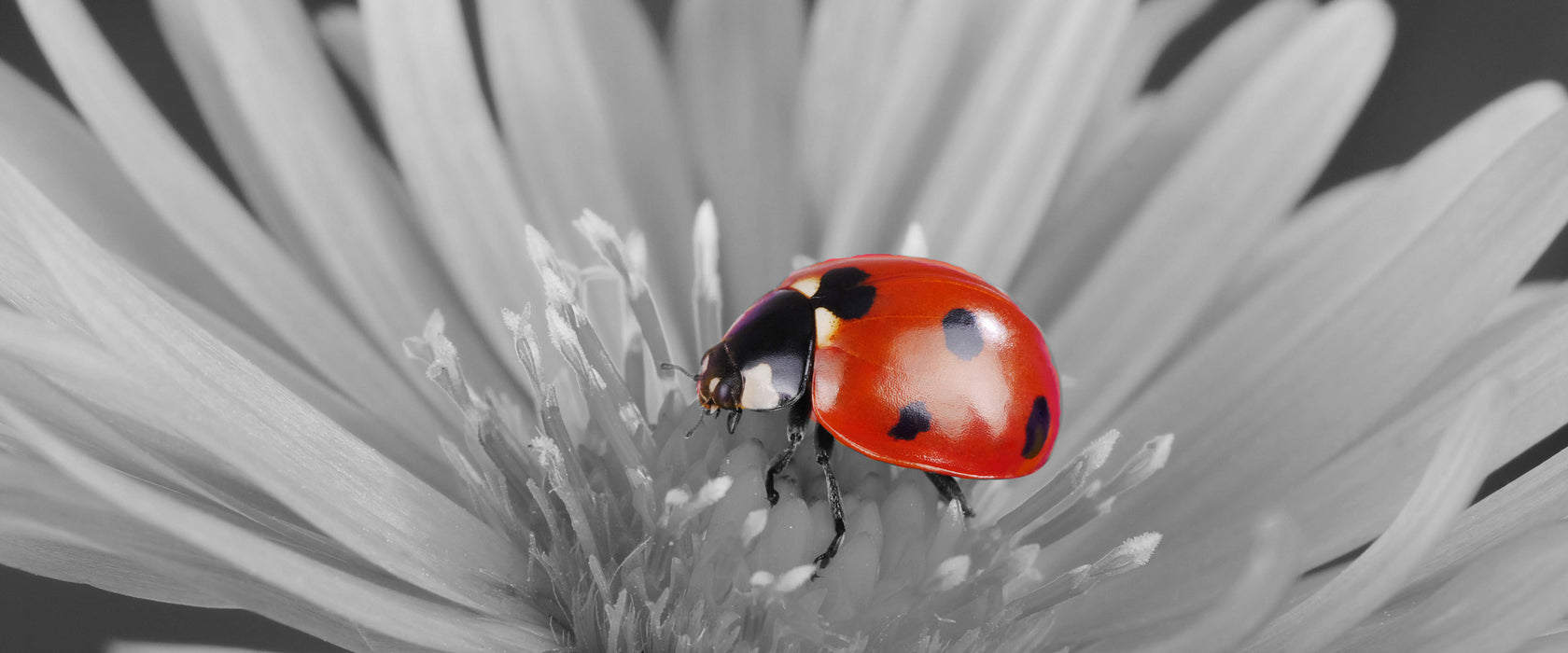 leuchtender Marienkäfer auf Blüte, Glasbild Panorama