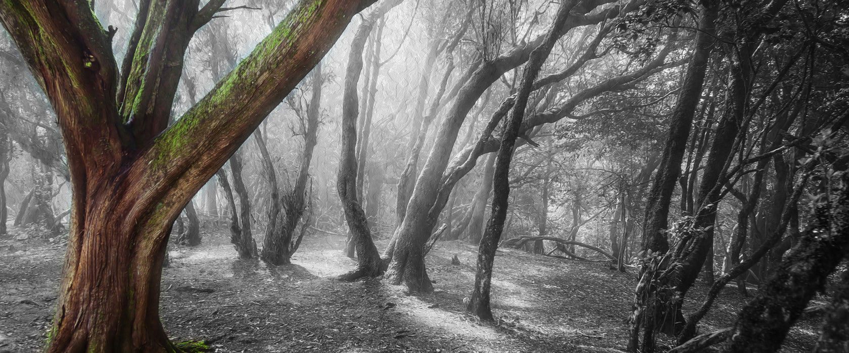 einsamer Baum in tristem Grau, Glasbild Panorama