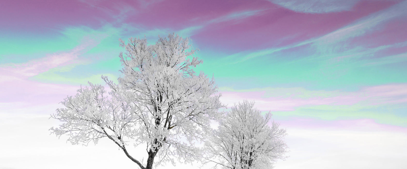 Baum in Winterlandschaft, Glasbild Panorama