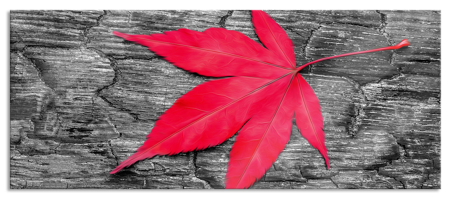 Pixxprint Rotes Ahornblatt im Herbst, Glasbild Panorama
