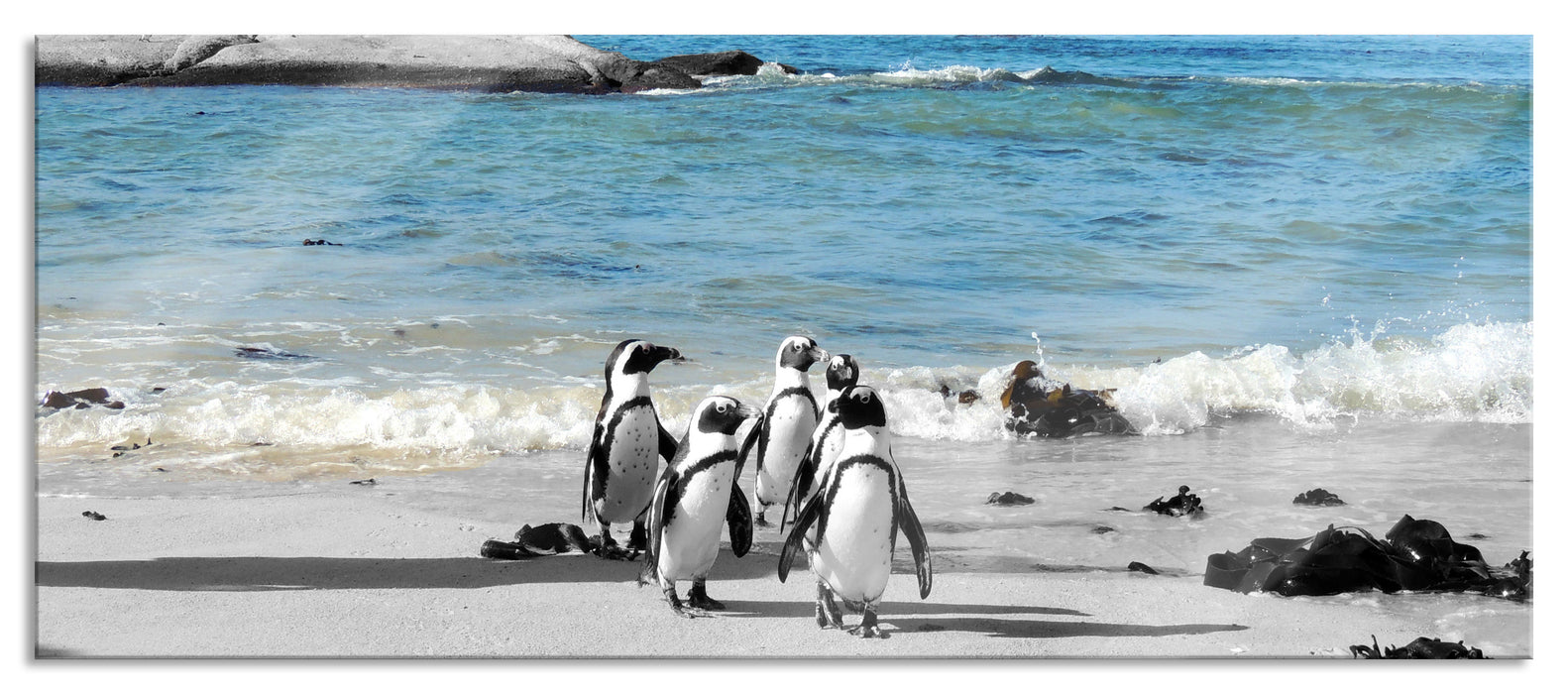 lustige Pinguine am Strand, Glasbild Panorama