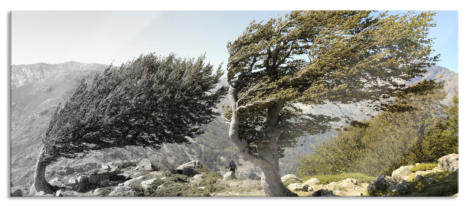 Alter Schiefer Baum in den Bergen, Glasbild Panorama