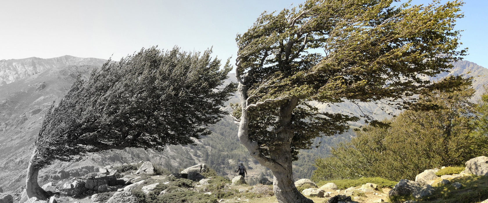 Alter Schiefer Baum in den Bergen, Glasbild Panorama