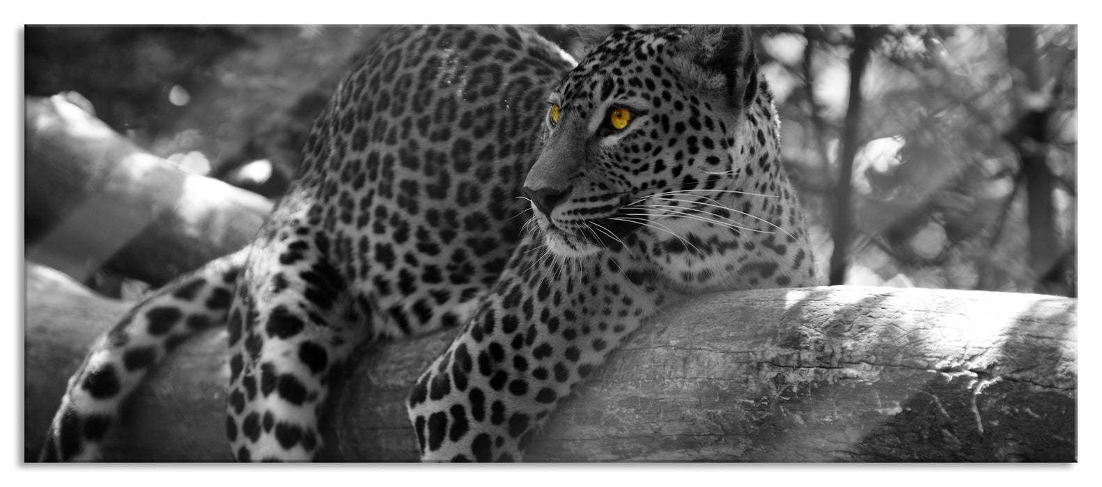 Pixxprint liegender Leopard auf Ast, Glasbild Panorama