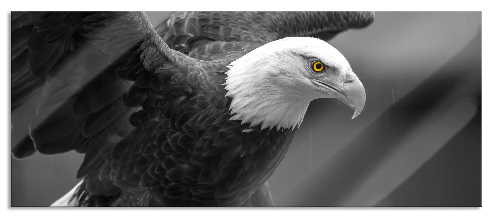 Pixxprint schöner Weißkopfseeadler, Glasbild Panorama