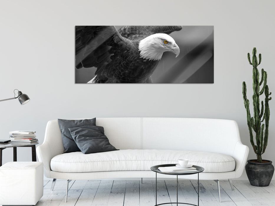 schöner Weißkopfseeadler, Glasbild Panorama