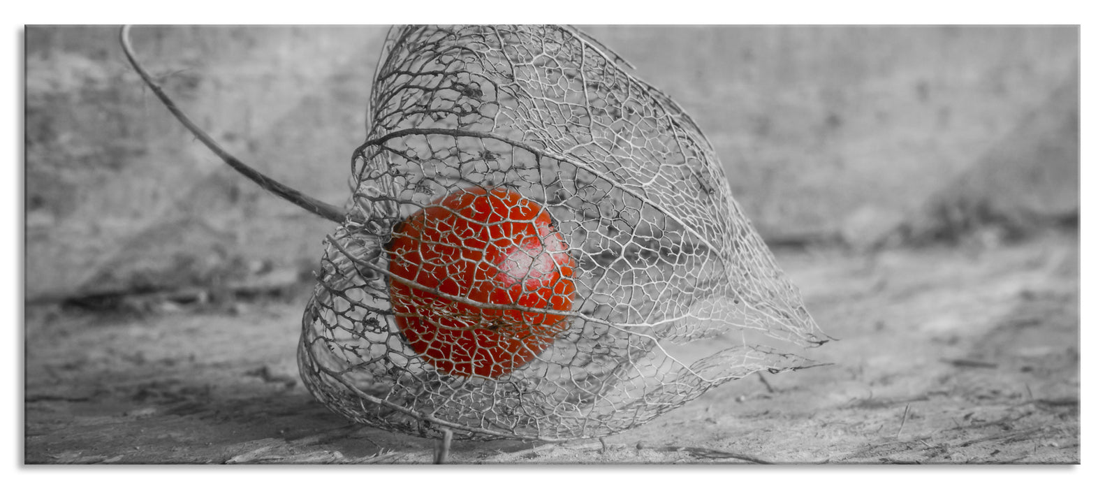 Pixxprint leckere Physalis in Schale, Glasbild Panorama