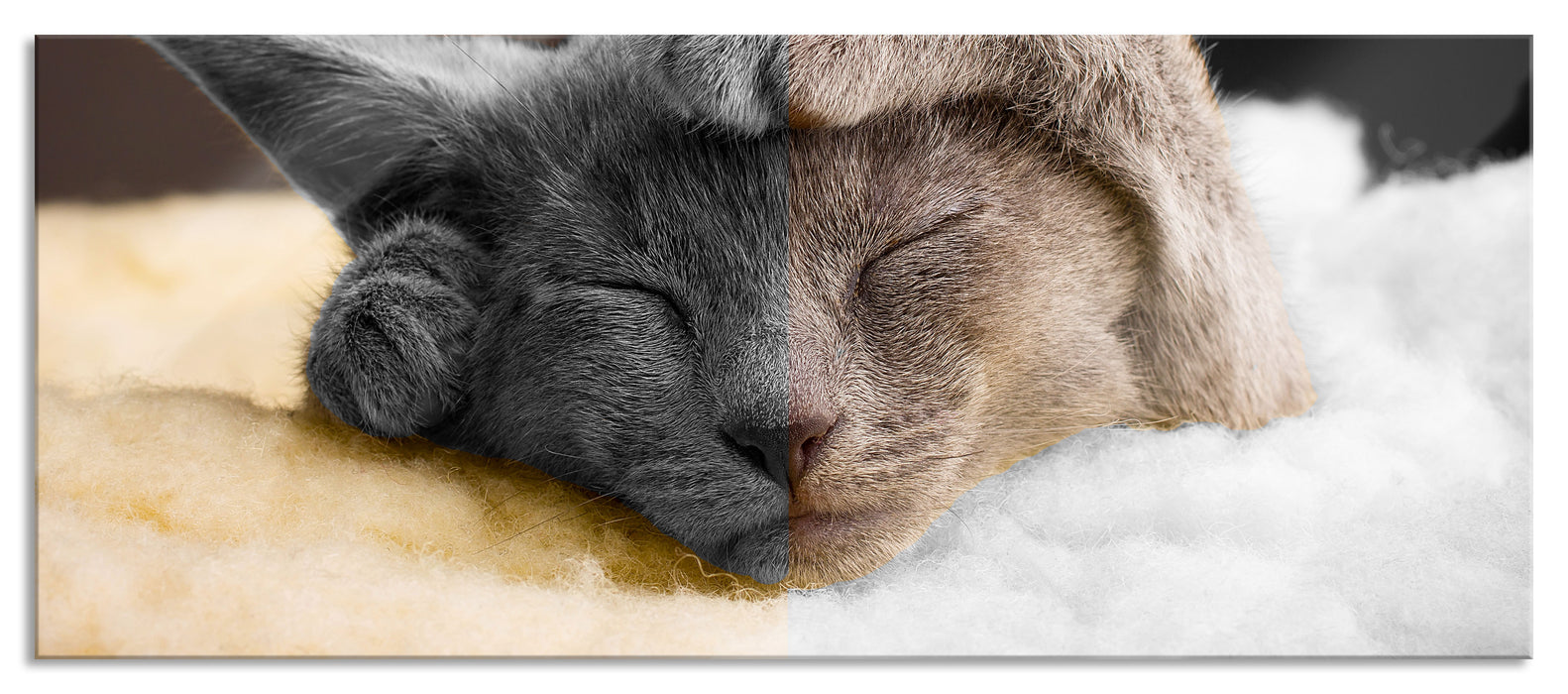 Süßes schlafendes Kätzchen, Glasbild Panorama