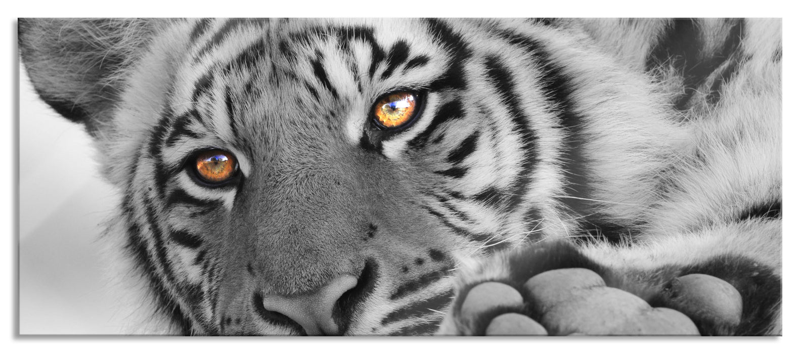 entspannter Tiger, Glasbild Panorama