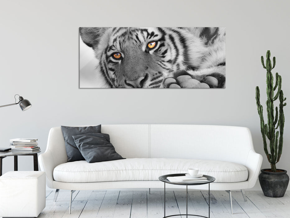 entspannter Tiger, Glasbild Panorama