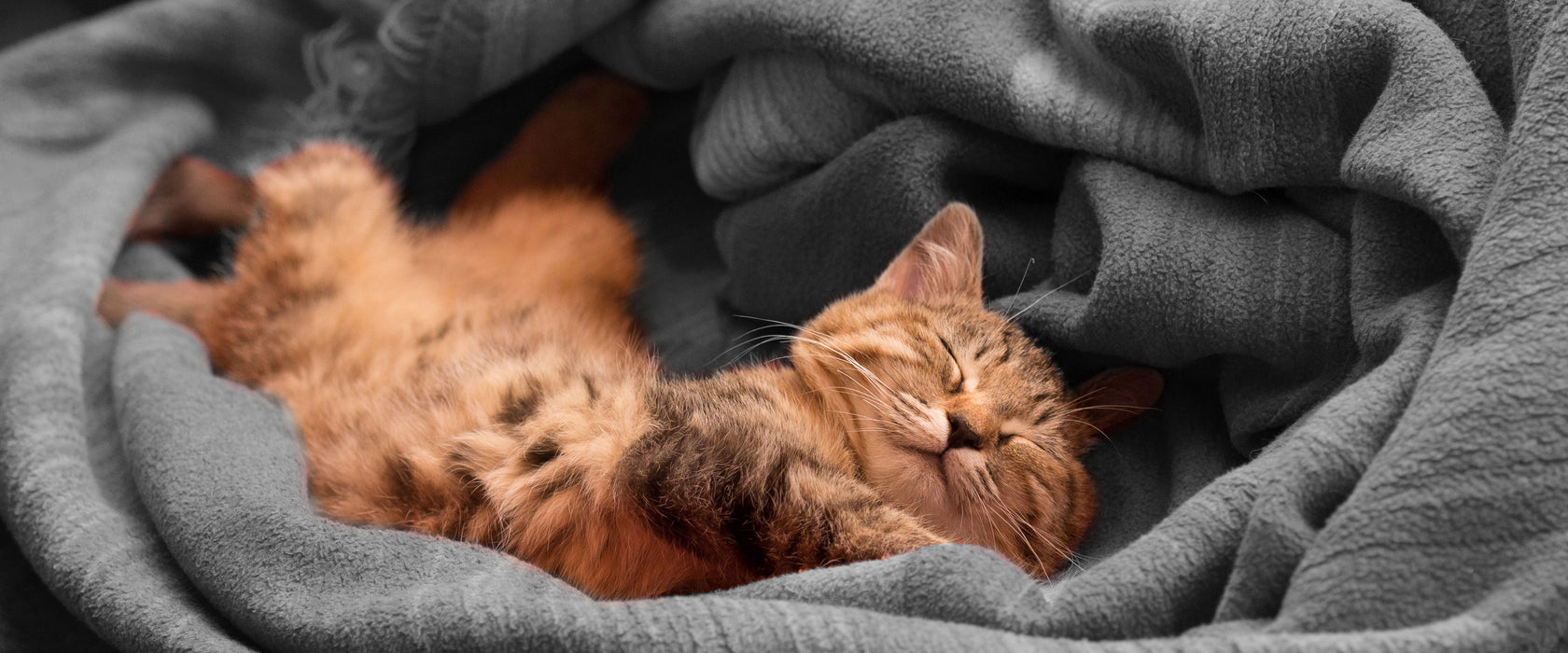 bezaubernde schlafende Katze, Glasbild Panorama