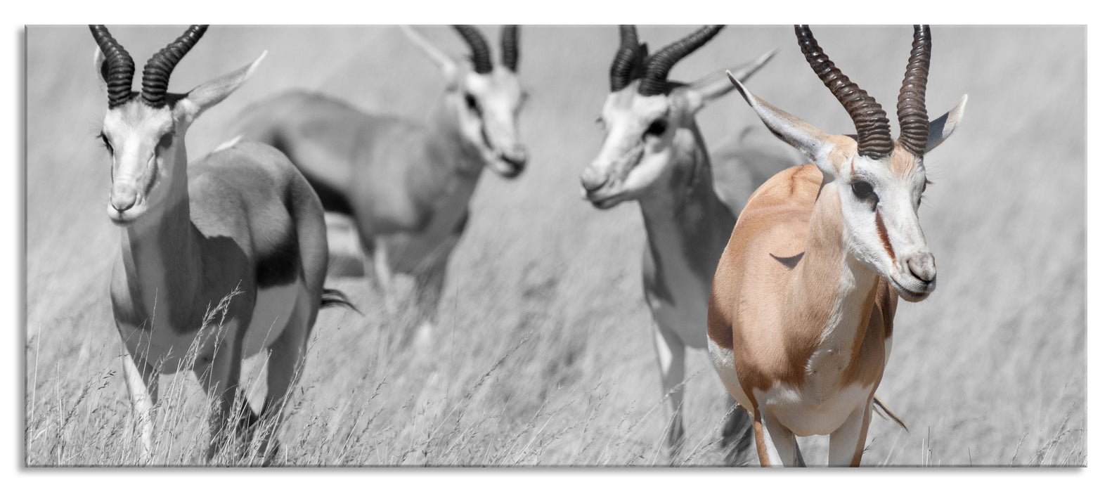 Tiere in Savanne Rehe Afrika, Glasbild Panorama