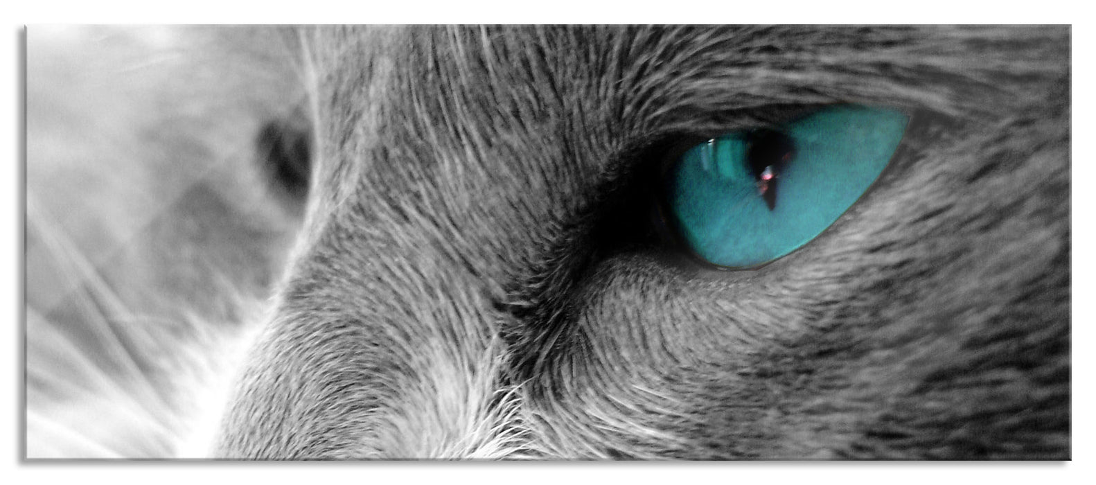 Pixxprint Katze mit Augen, Glasbild Panorama