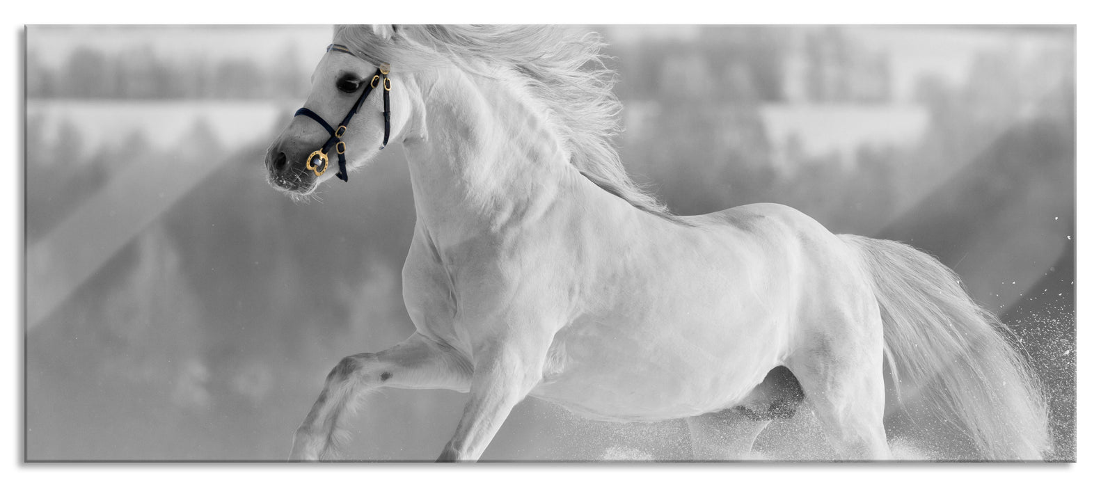 weißes Pferd auf Schneewiese, Glasbild Panorama