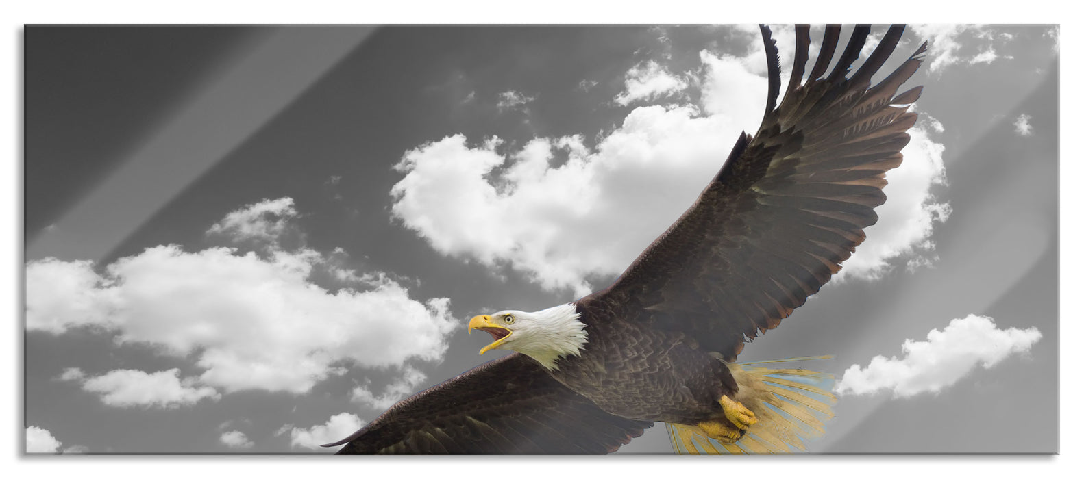 Pixxprint Weißkopfseeadler beim fliegen, Glasbild Panorama