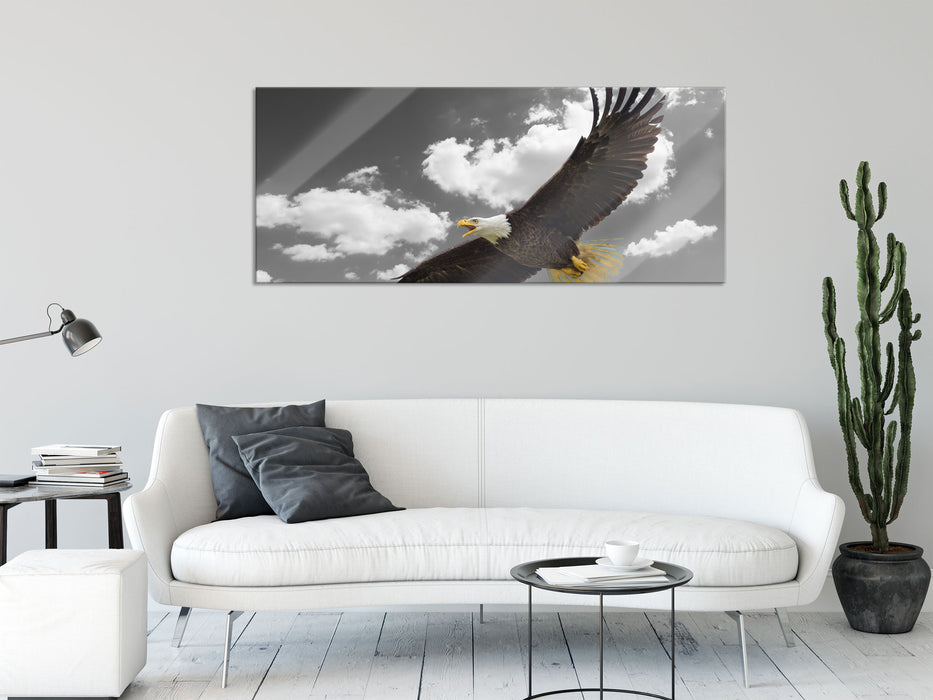 Weißkopfseeadler beim fliegen, Glasbild Panorama
