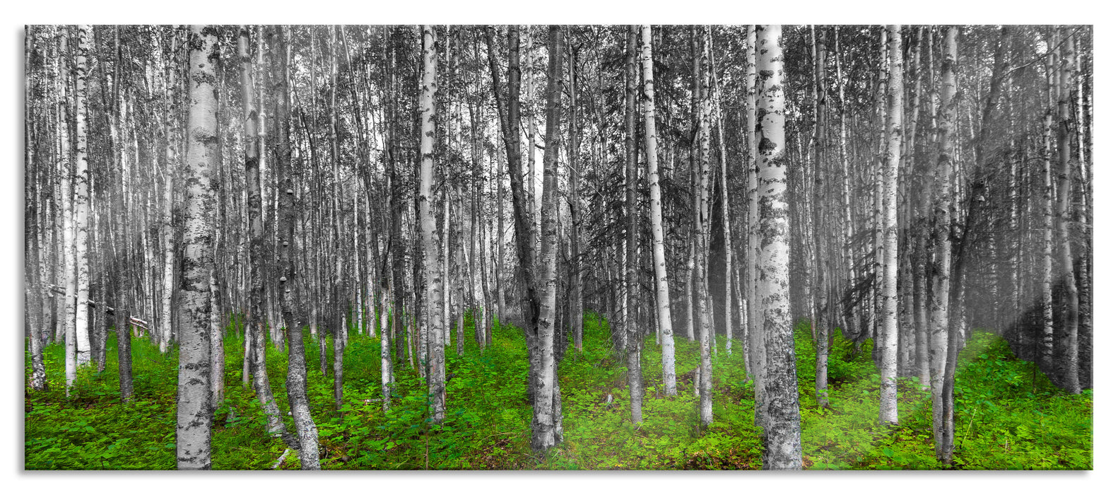 Pixxprint kleiner ansehnlicher Birkenwald, Glasbild Panorama