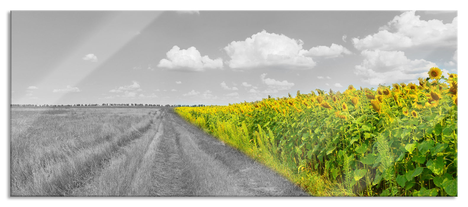 Pixxprint Feldweg Sonnenblumen, Glasbild Panorama