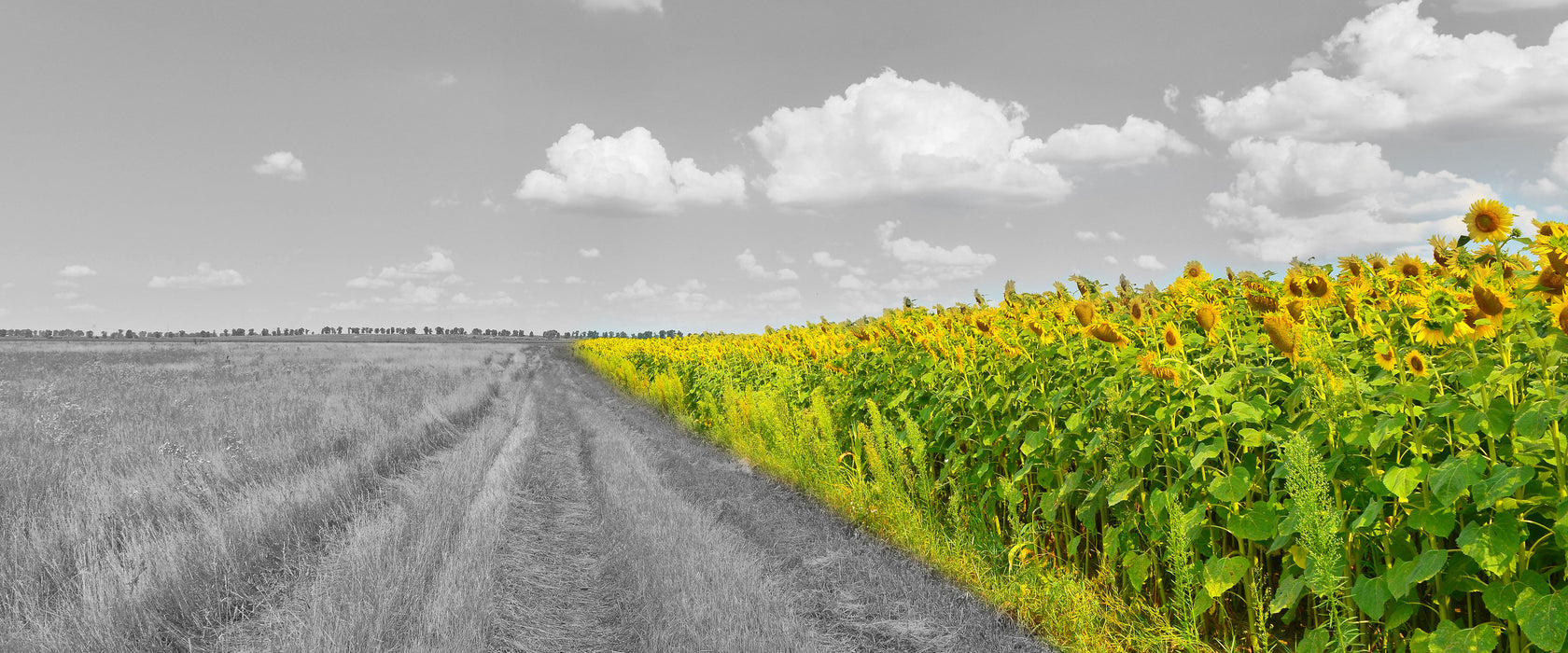 Feldweg  Sonnenblumen, Glasbild Panorama