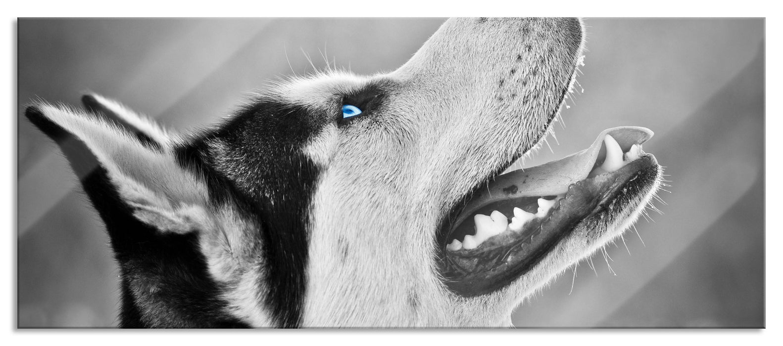 Pixxprint Wunderschöner Husky, Glasbild Panorama