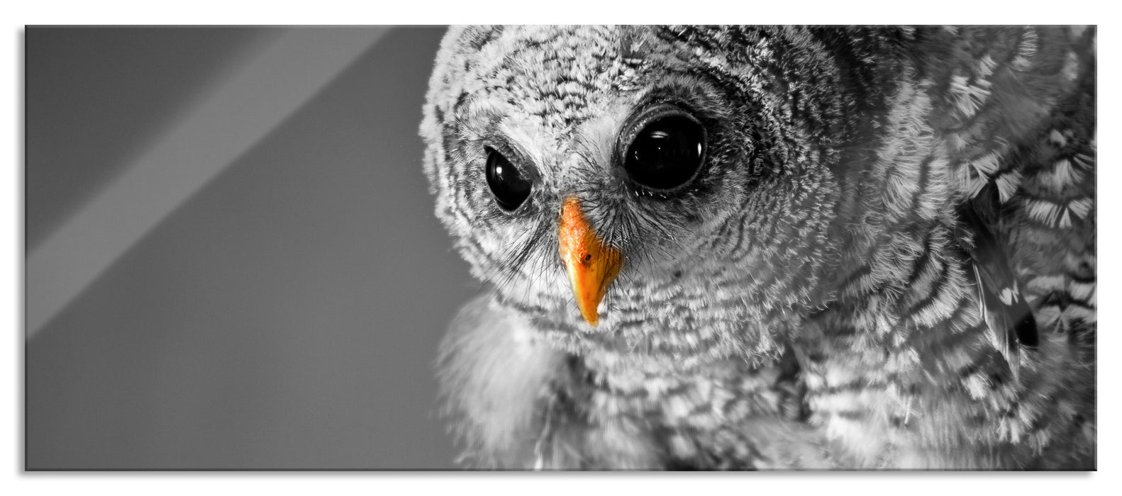 Pixxprint Eule mit Grille in ihren Krallen, Glasbild Panorama