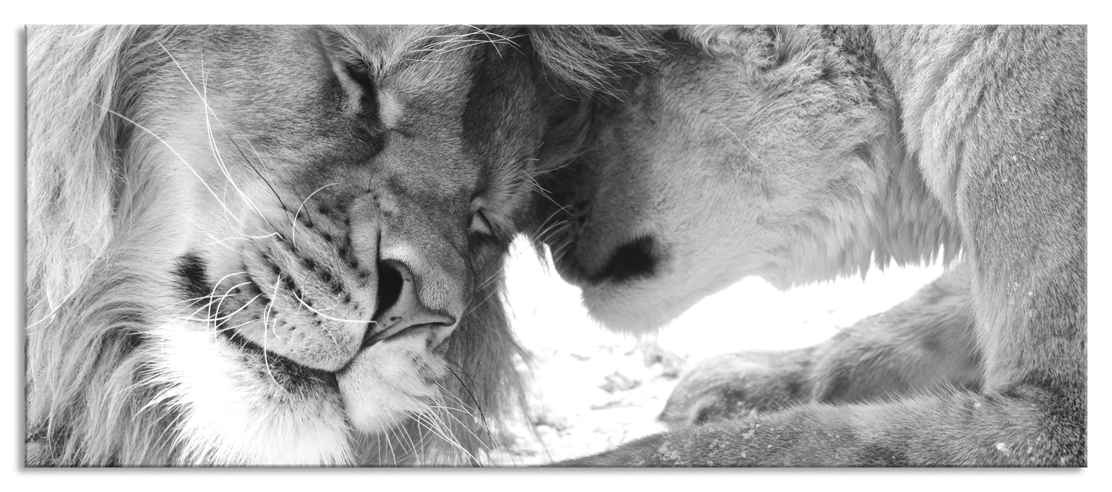 Pixxprint Bezauberndes kuschelndes Löwenpaar, Glasbild Panorama