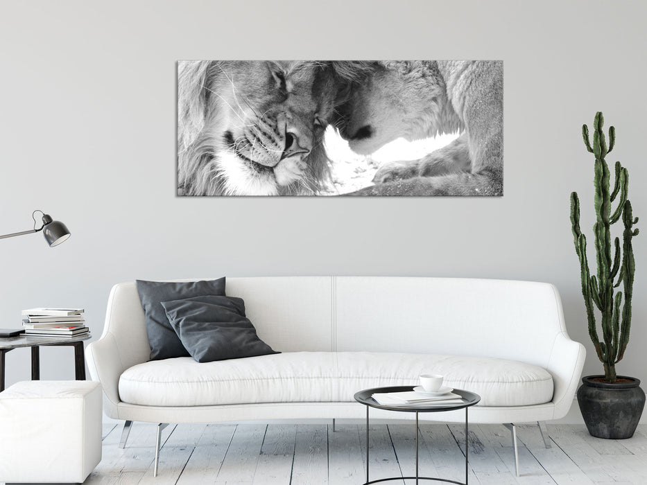 Bezauberndes kuschelndes Löwenpaar, Glasbild Panorama