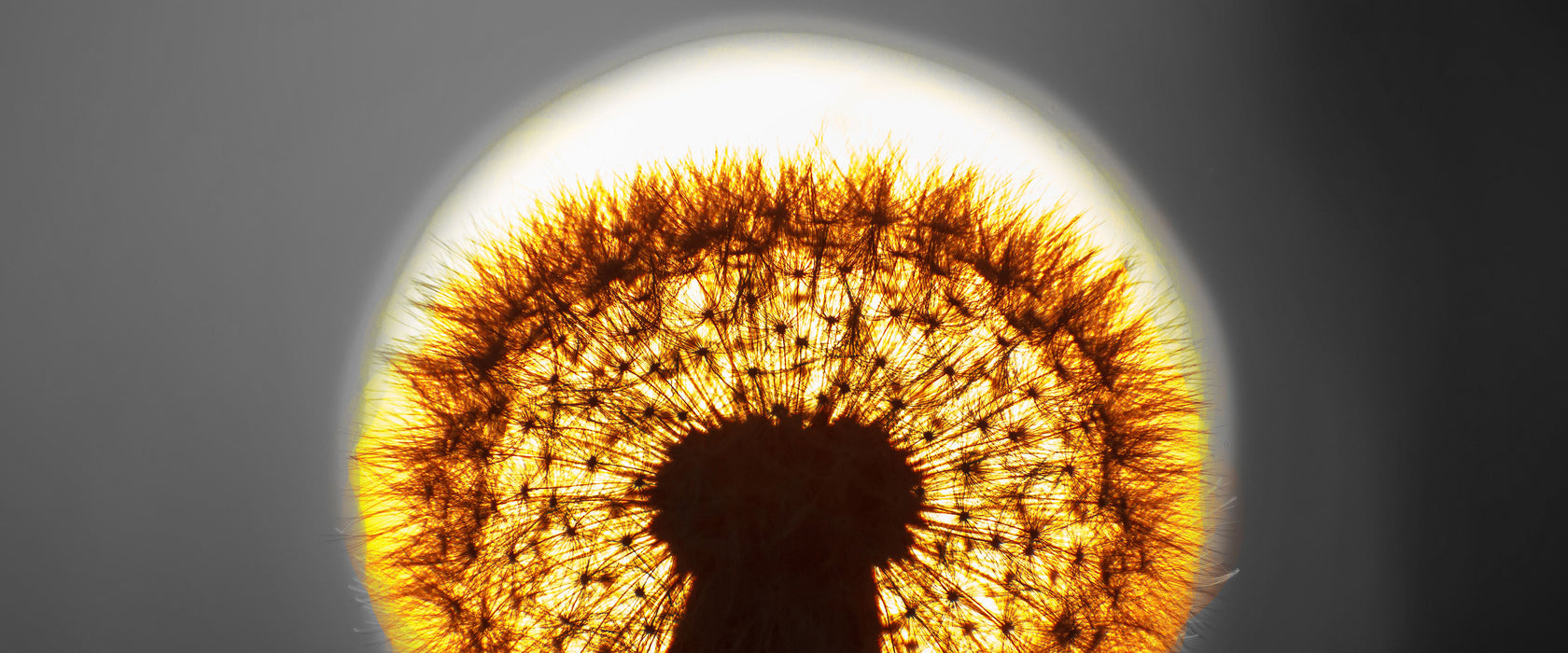 Pusteblume vor untergehender Sonne, Glasbild Panorama