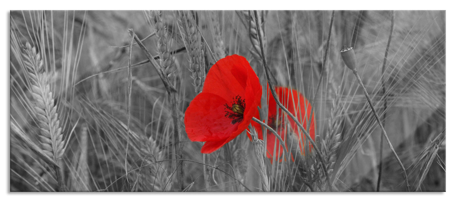 Mohnblumen im Getreidefeld, Glasbild Panorama