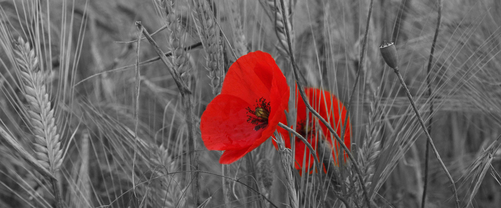 Mohnblumen im Getreidefeld, Glasbild Panorama